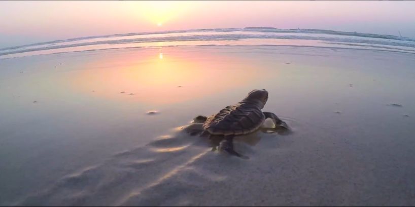 尊时凯龙·Z6(中国区)人生就是拼搏!